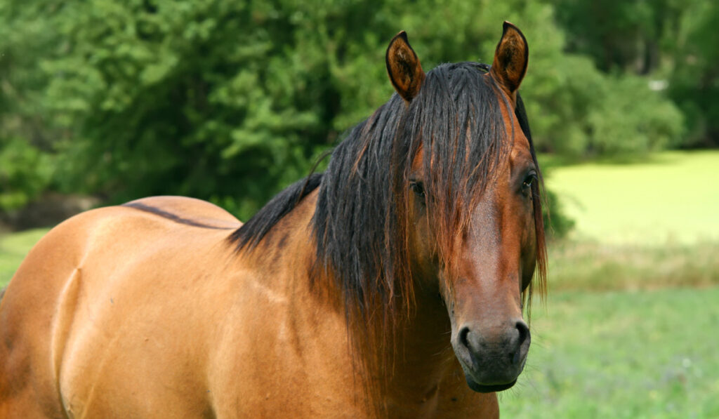 close up portrait of a stallion