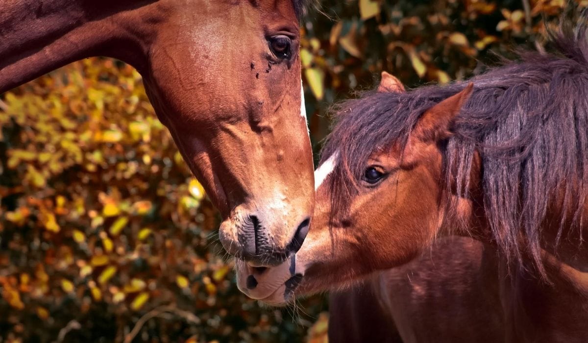 Stallion and Mare horse