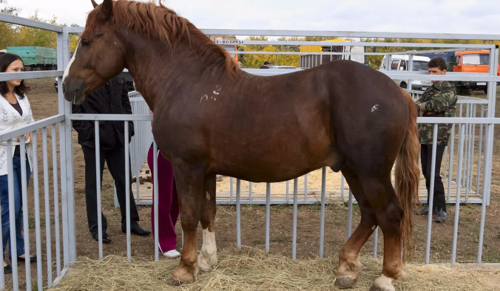 Stallion Russian heavy draft breed