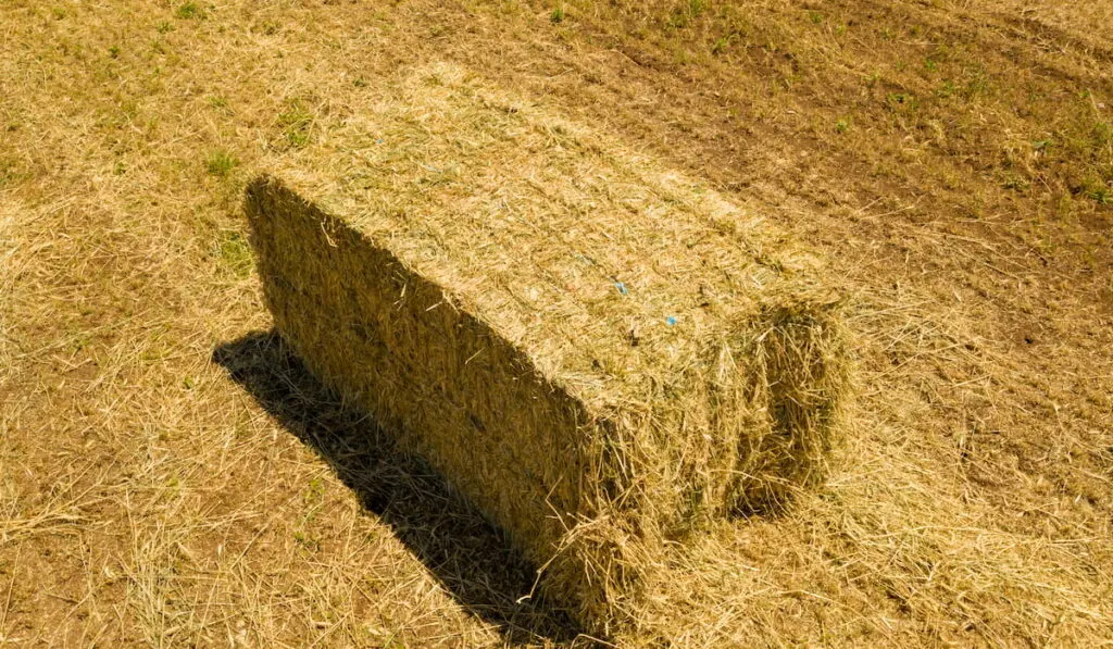 Standard Square Hay bales