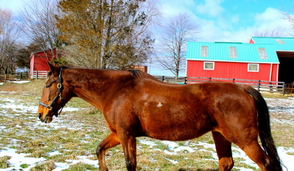 Standardbred walking in the pasture