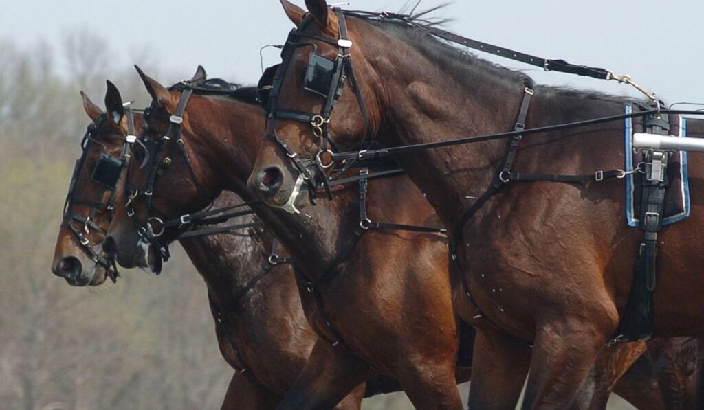 Three Standardbred horses