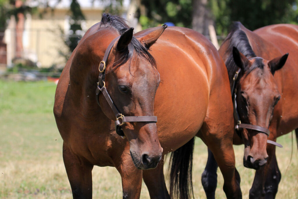 Standardbred Horses on the farm