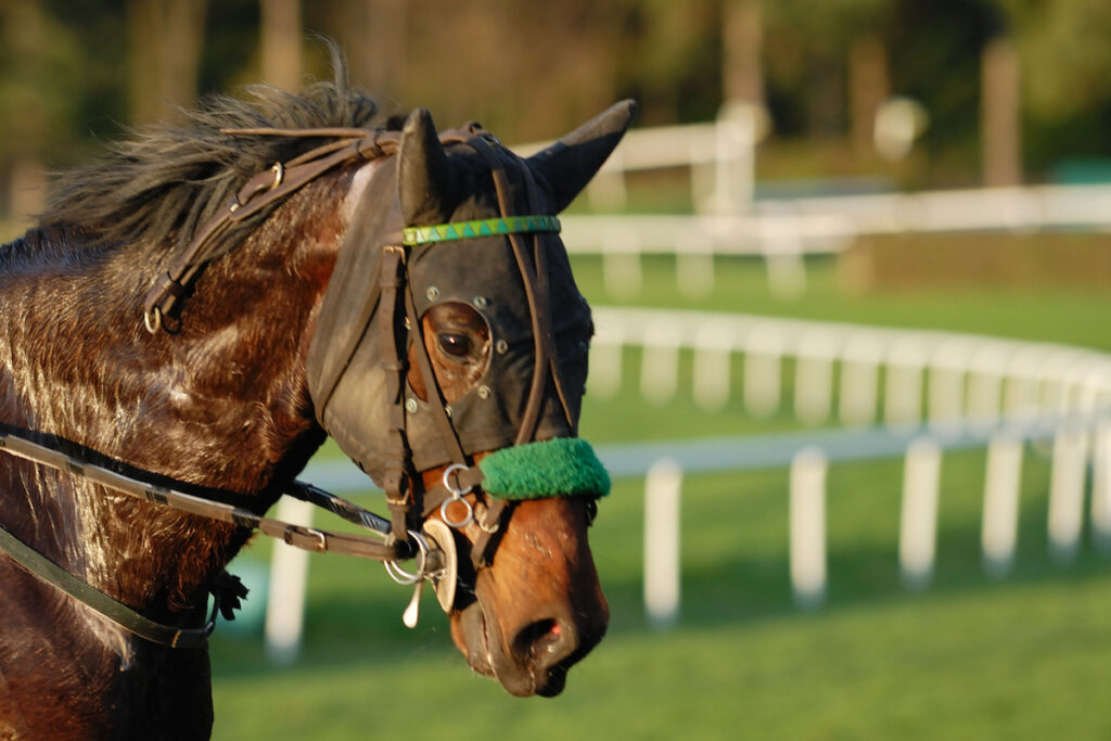 Standardbred horse racing wearing mask and horse bridle