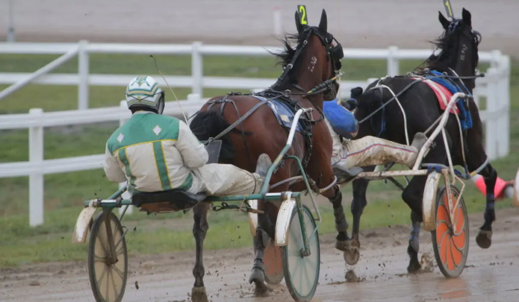 Standardbred horses racing 