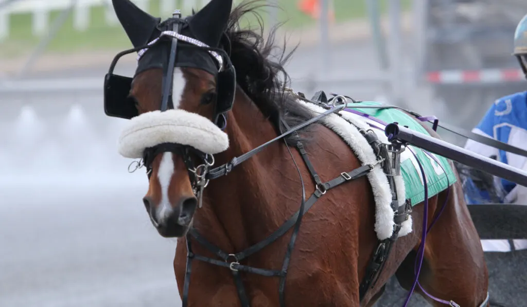 Standardbred racing at the track
