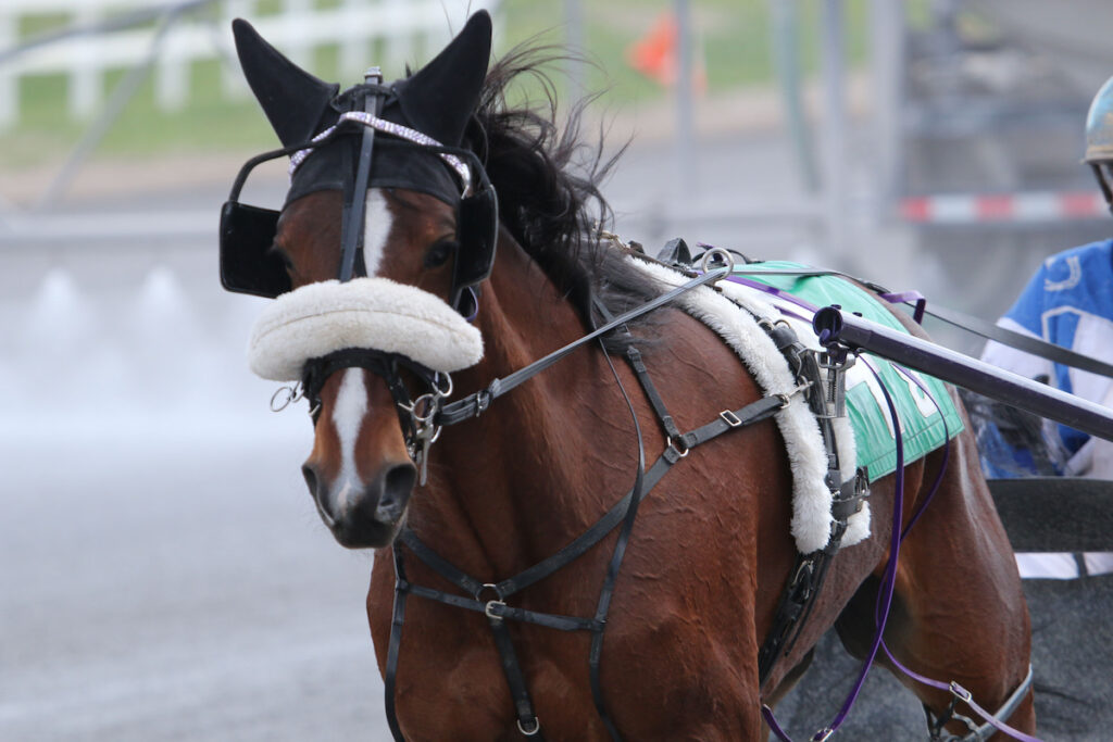 Standardbred racing at the track 