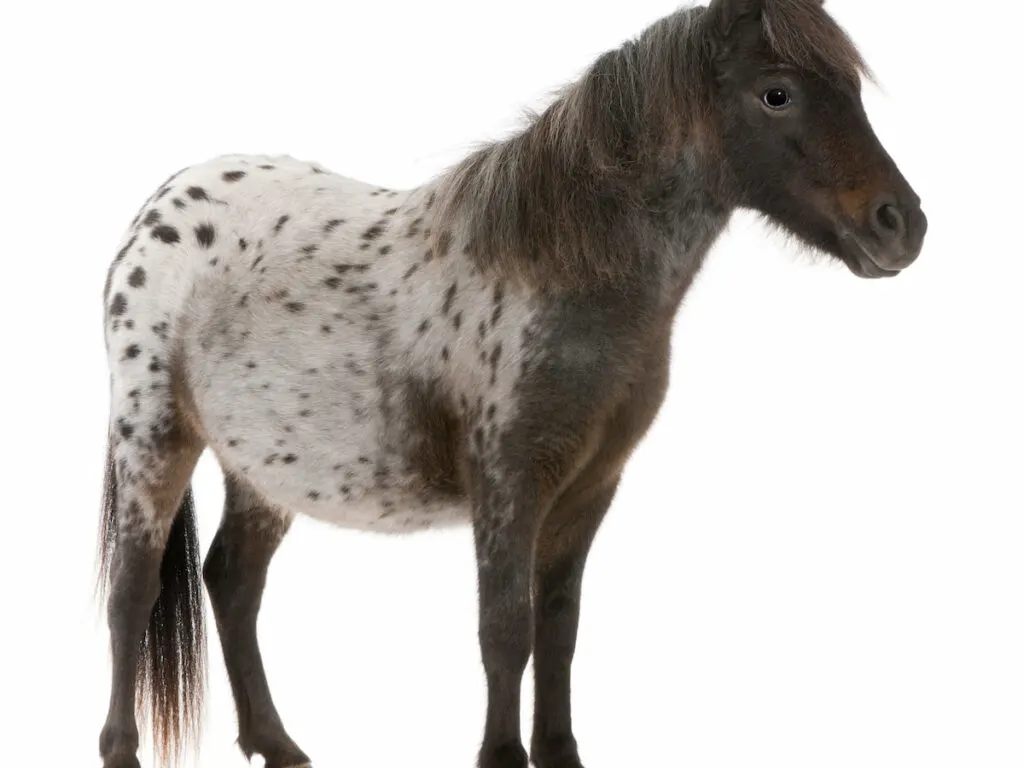Standing Appaloosa Miniature horse on white background