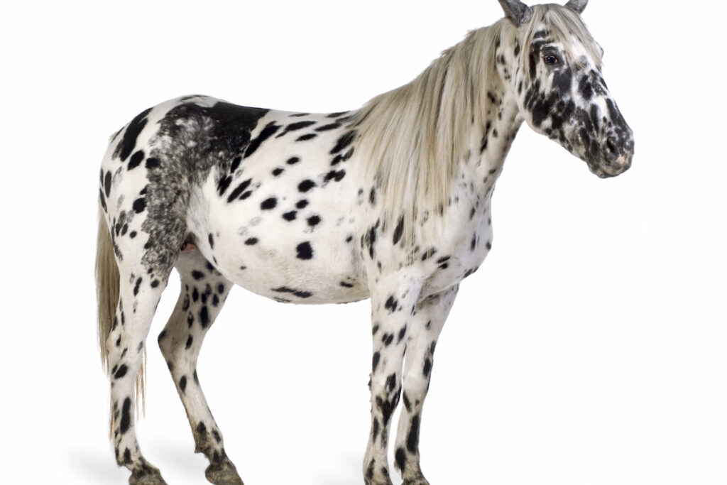Standing Appaloosa horse on white background