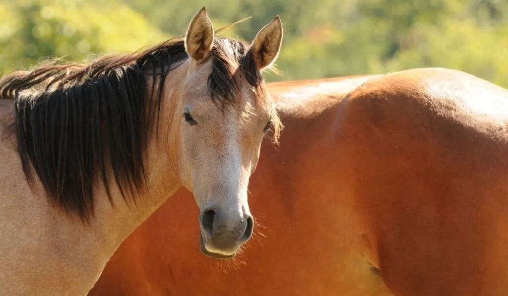 Strawberry Roan Horse