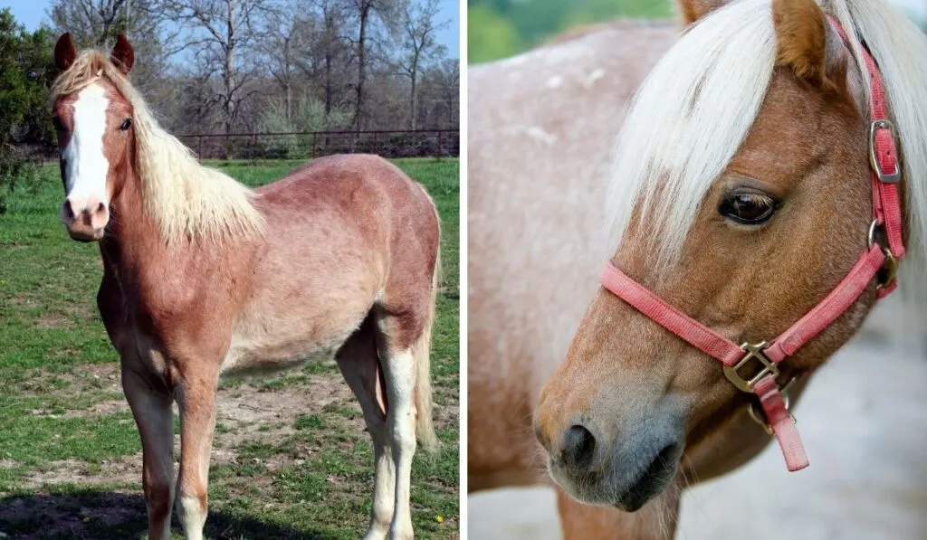 Strawberry Roan Horse In The Field