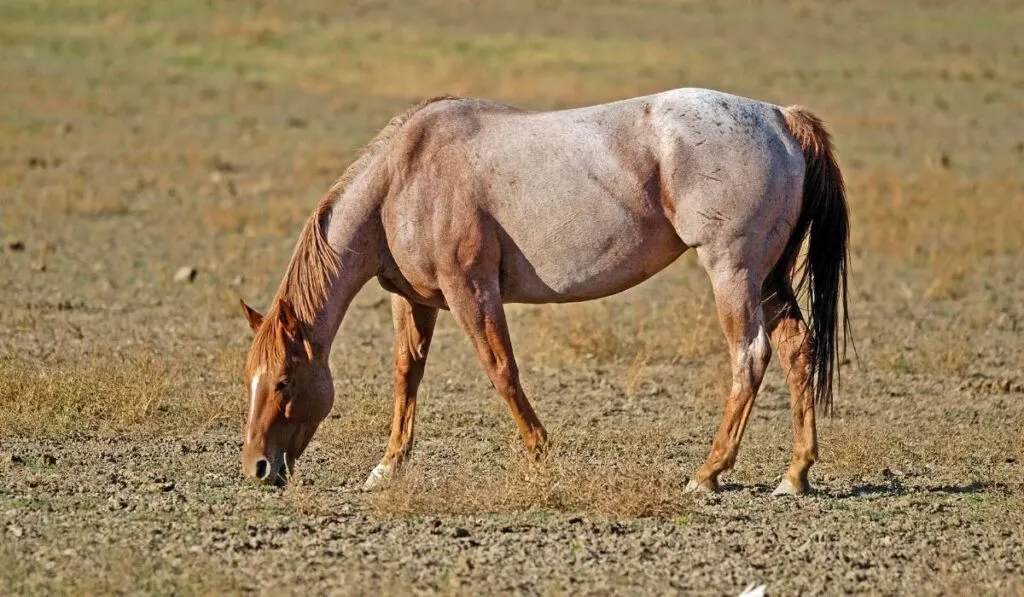 Strawberry Roan Horse In The Field Eating