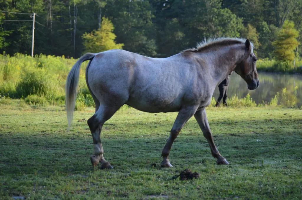 Strawberry roan horse wandering near a pond 