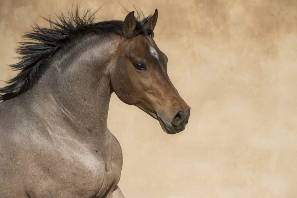 Strawberry roan stallion 