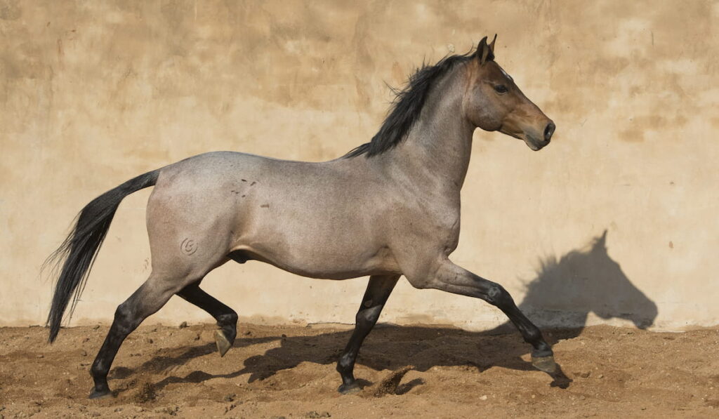 Strawberry roan stallion