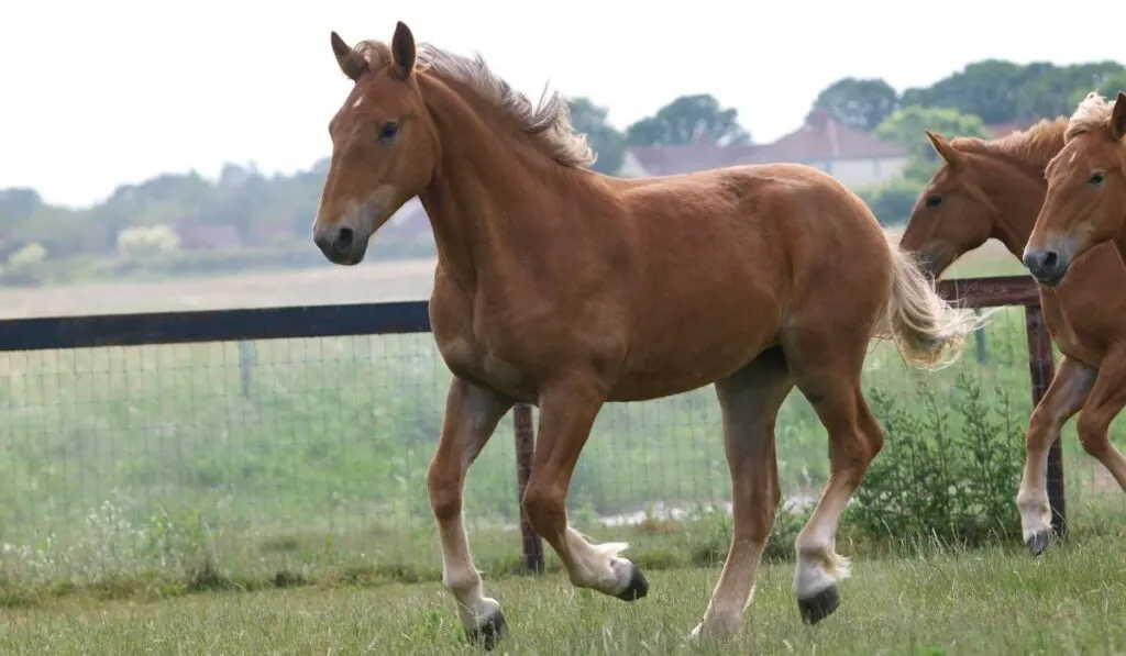 A Look at Some of Most Common Red Horse Breeds - Horse Hints