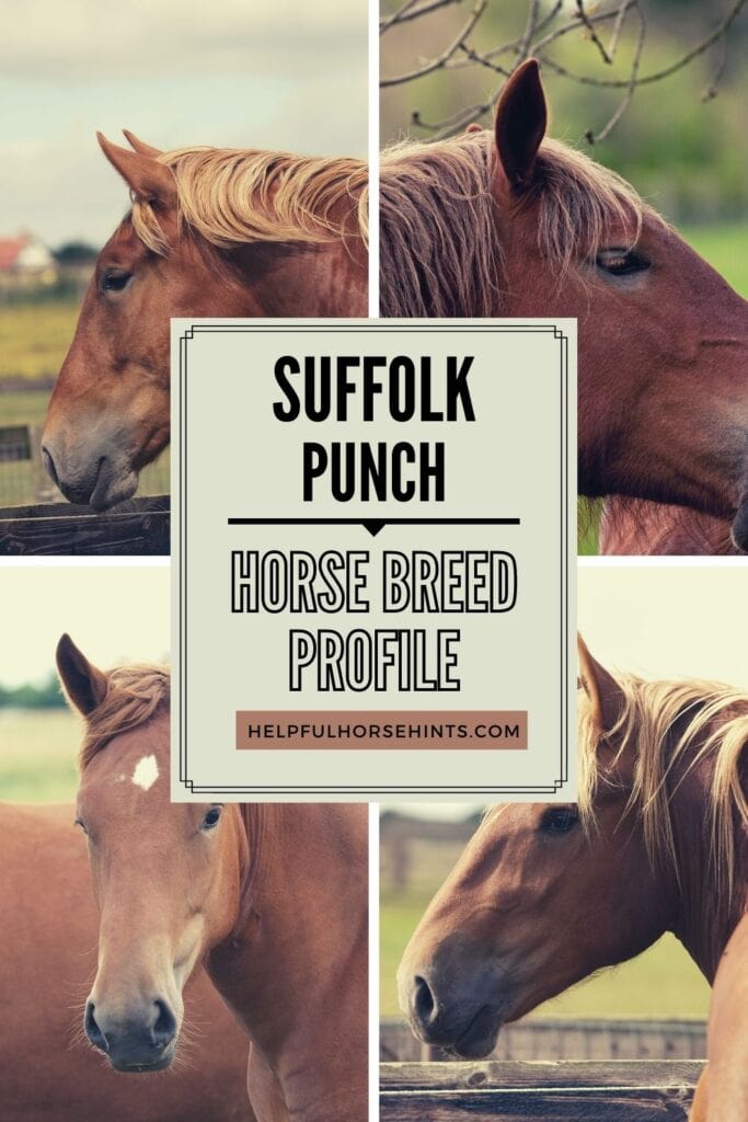 Pinterest pin - Suffolk Punch Horse Breed Profile - Appearance, History & Common Uses