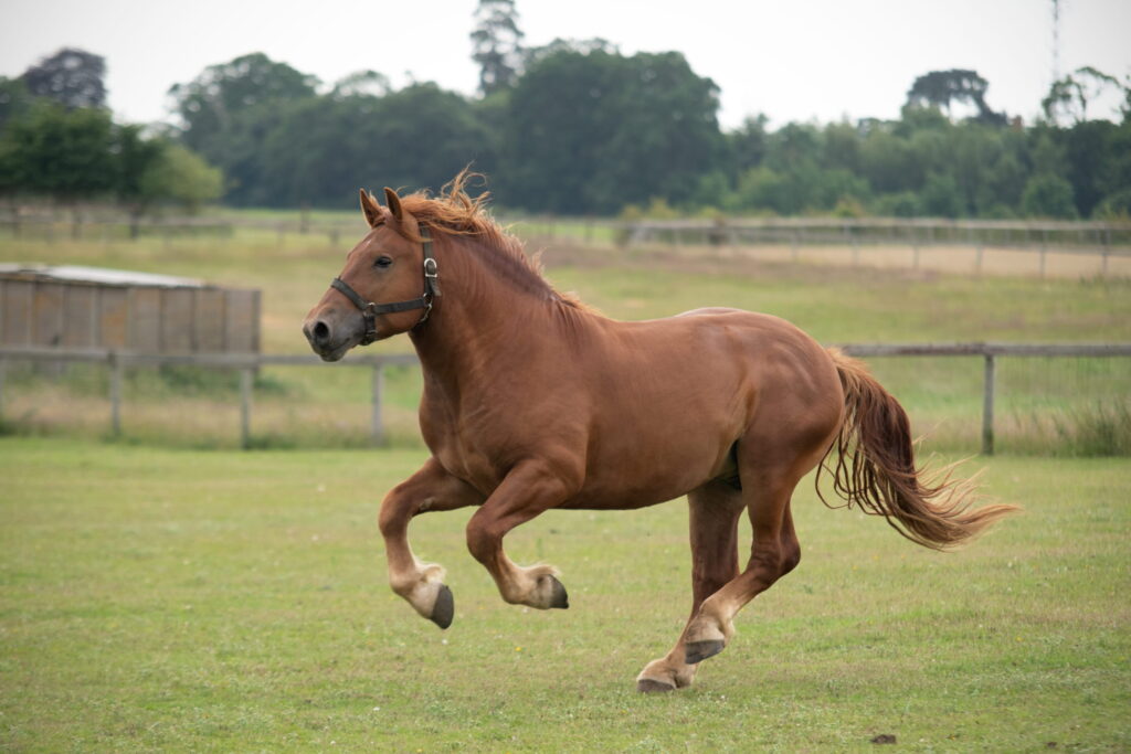 Suffolk Punch horse stallion galloping across field