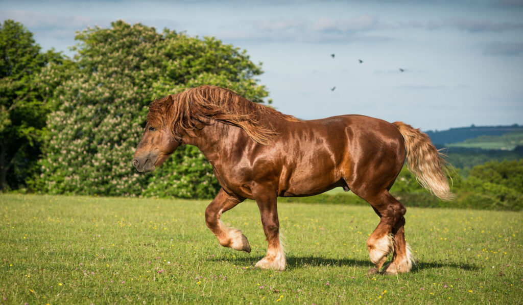Suffolk Punch stallion trotting on meadow