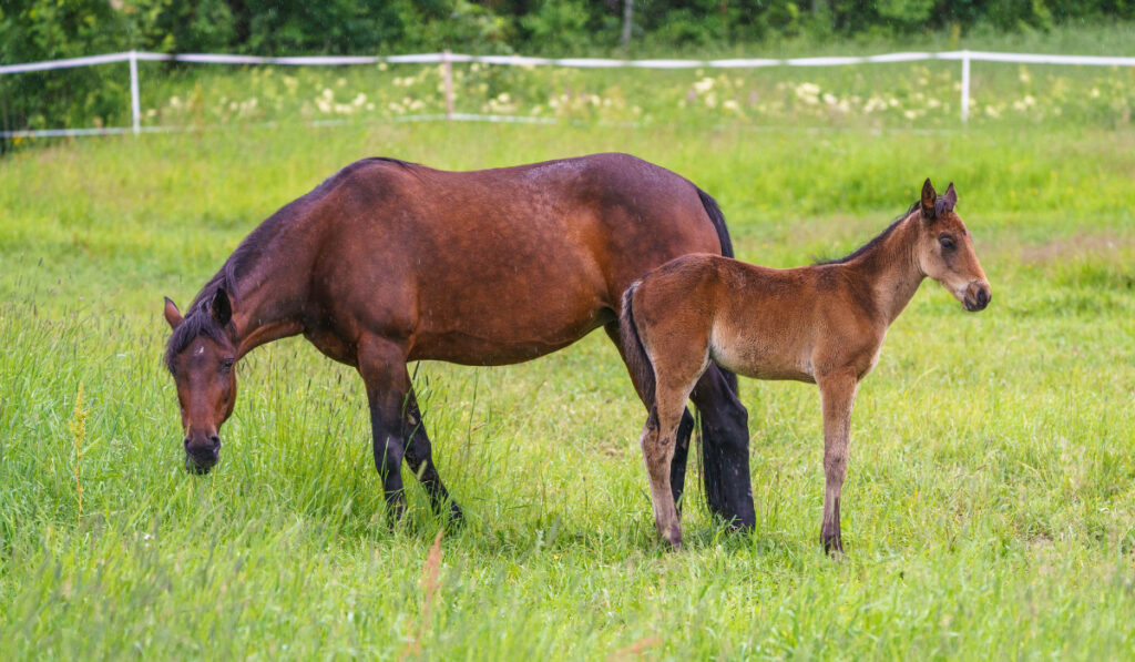 Swedish warmblood horse with foal on a meadow