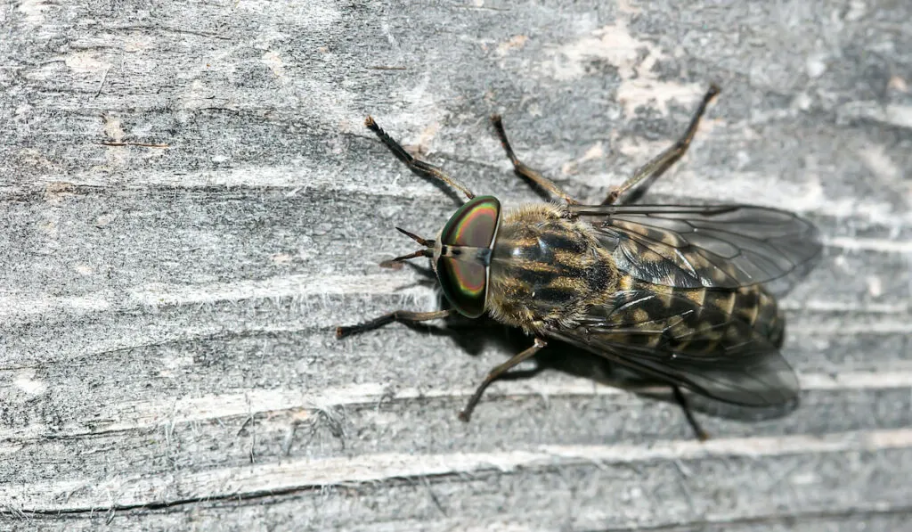 tabanidae fly with big eyes sitting on wood