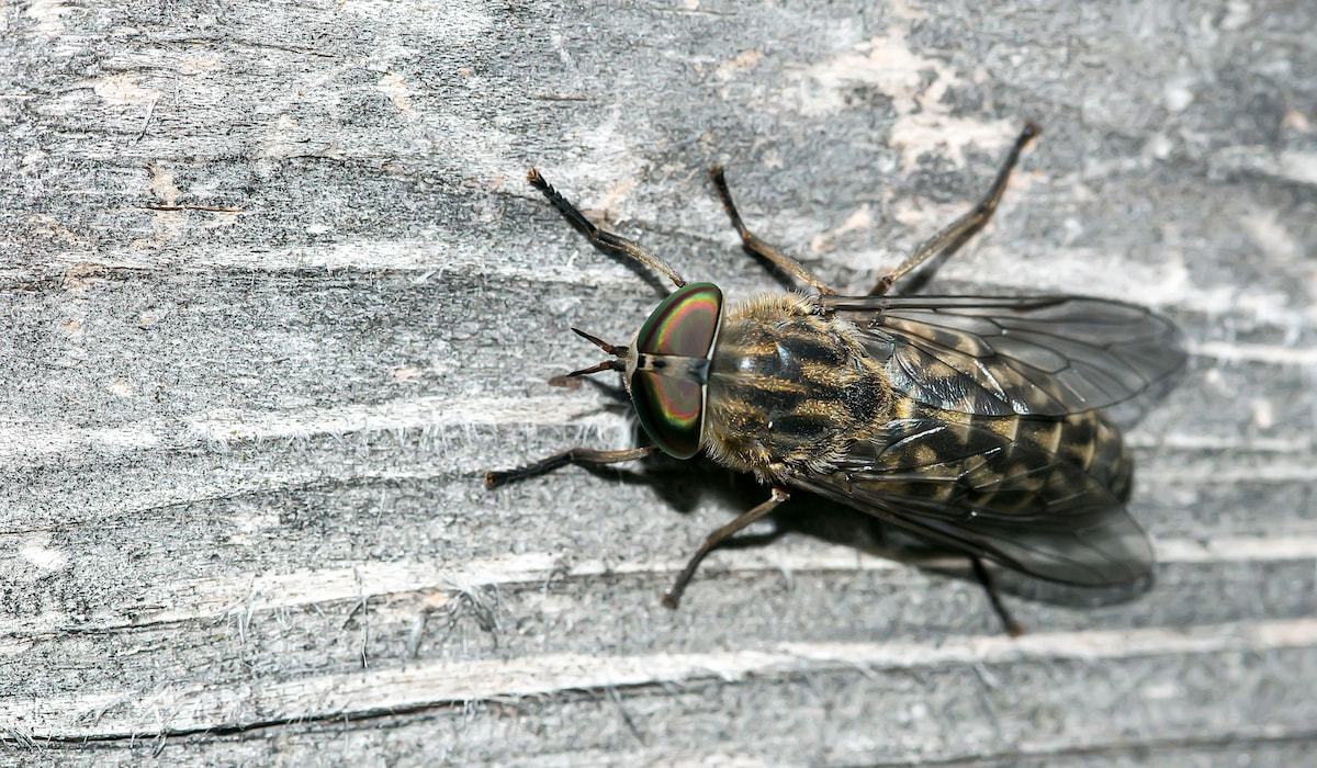 16 Facts About Horse Flies (and How to Eliminate Them) Helpful Horse Hints