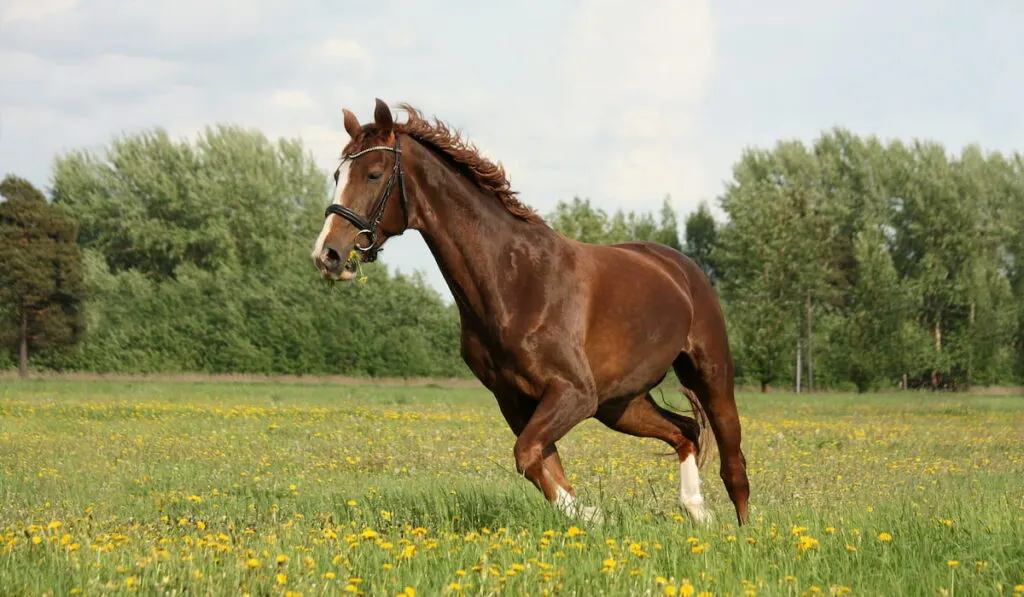 Tall horse trotting at the flower field
