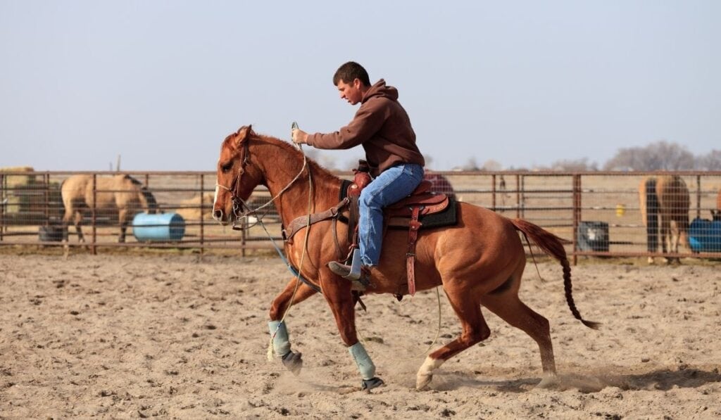 Teaching a Gaited Horse to Barrel Race