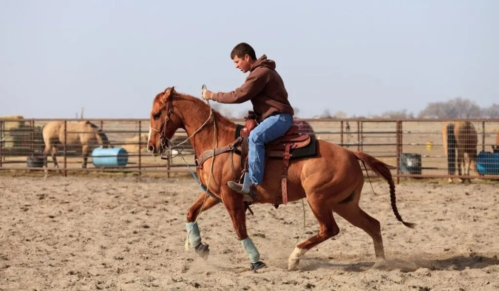 Teaching a Gaited Horse to Barrel Race