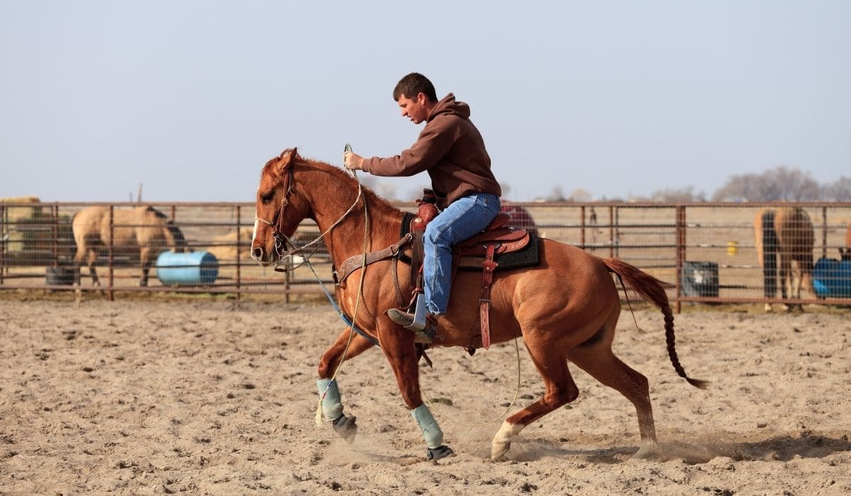 Can Gaited Horses Barrel Race? Helpful Horse Hints