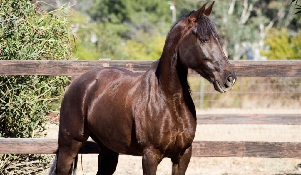 Tennessee Walking Horse