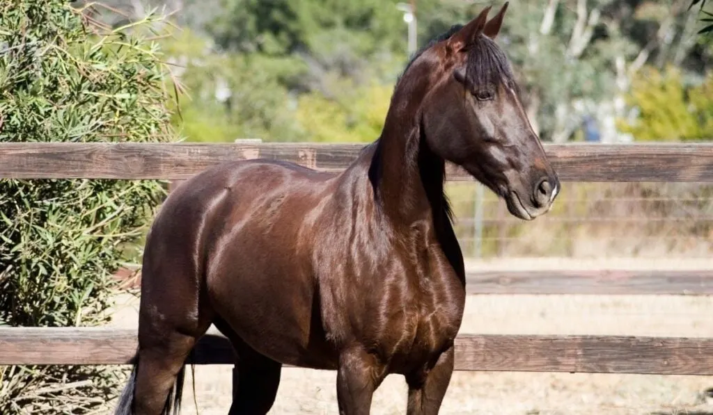 Tennessee Walking Horse