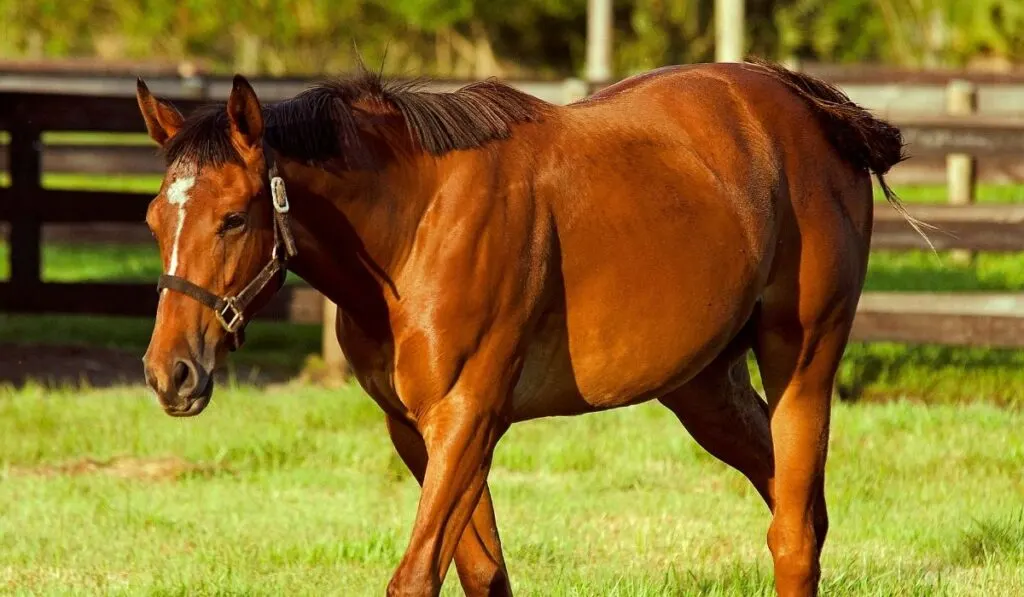 A Look at Some of Most Common Red Horse Breeds - Horse Hints