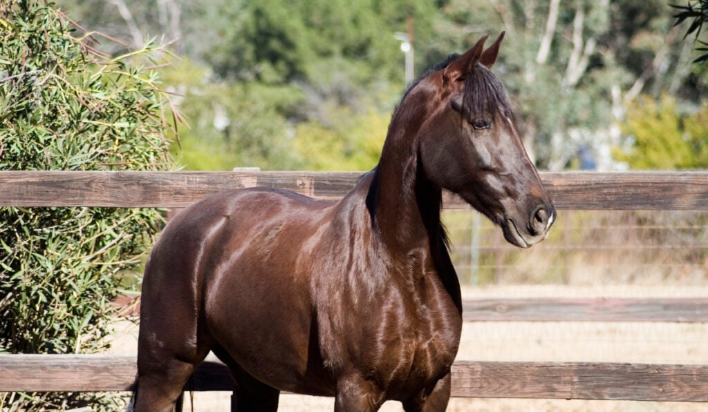 Tennessee Walking Horse standing near the fence