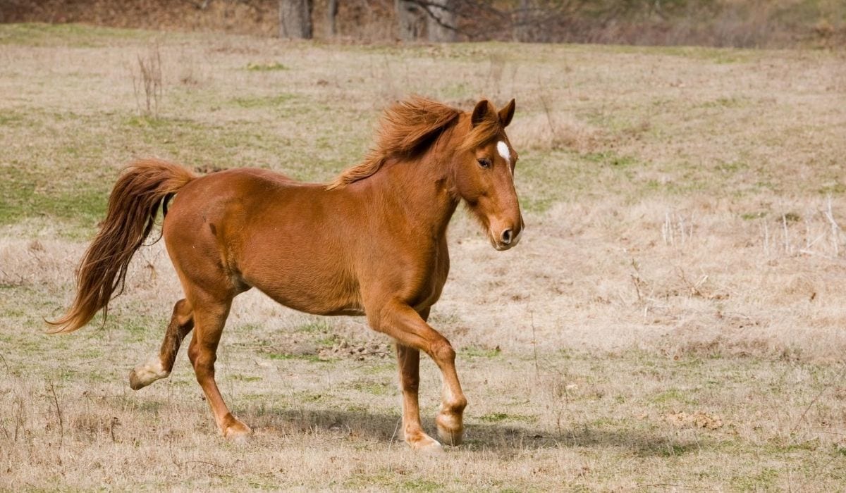 Tennessee Walking Horse