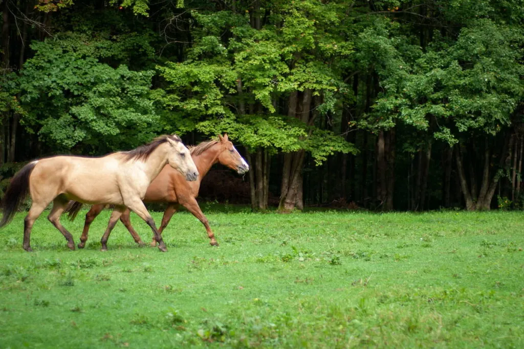 Tennessee Walking horses