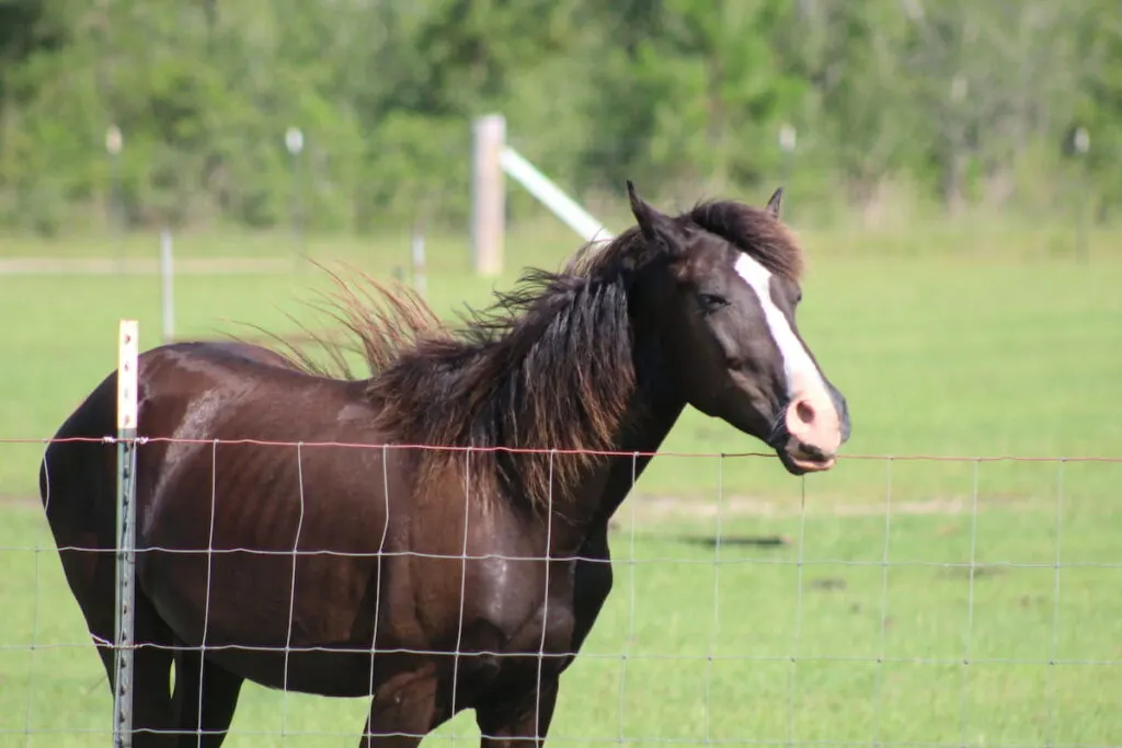 Tennessee Walking Horse behind wire fence on the farm