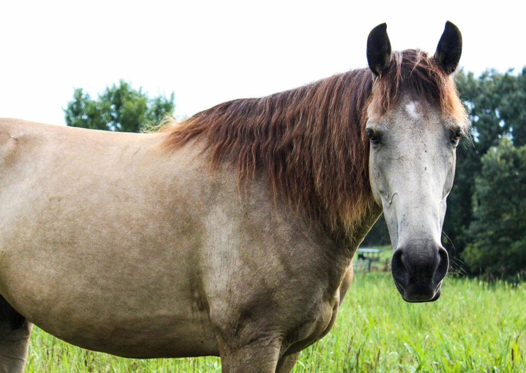 Tennessee walking horse standing in the pasture