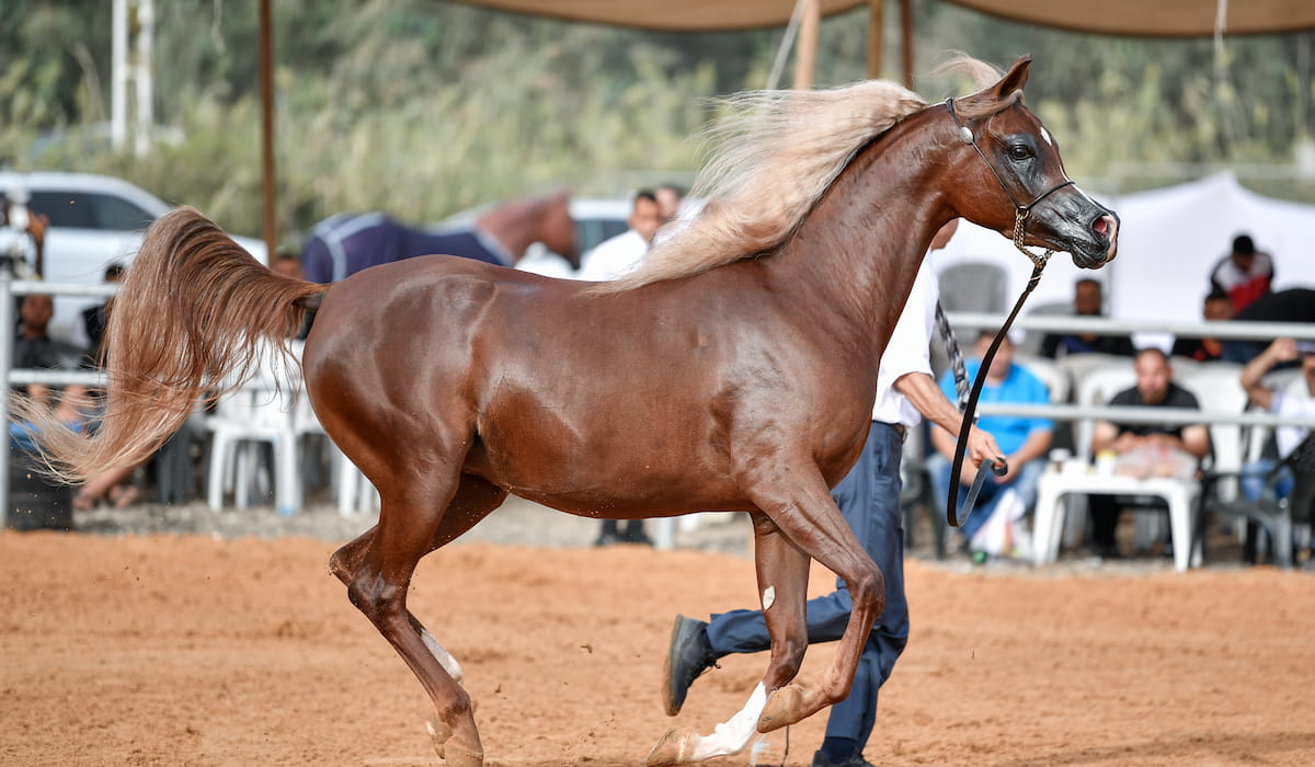 Cheapest Horse Breeds Helpful Horse Hints