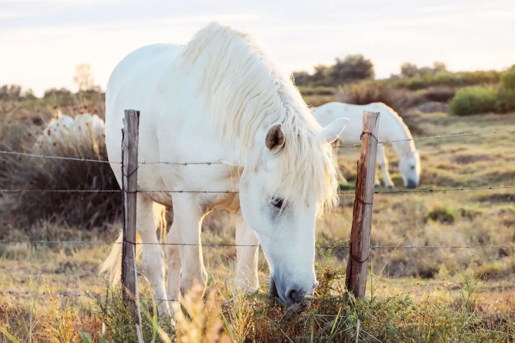 The Camargue horse grazing in the Camargue area