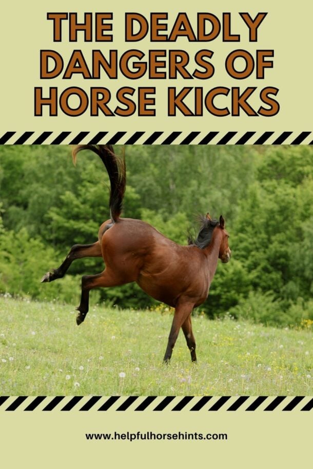The Deadly Dangers of Horse Kicks Helpful Horse Hints