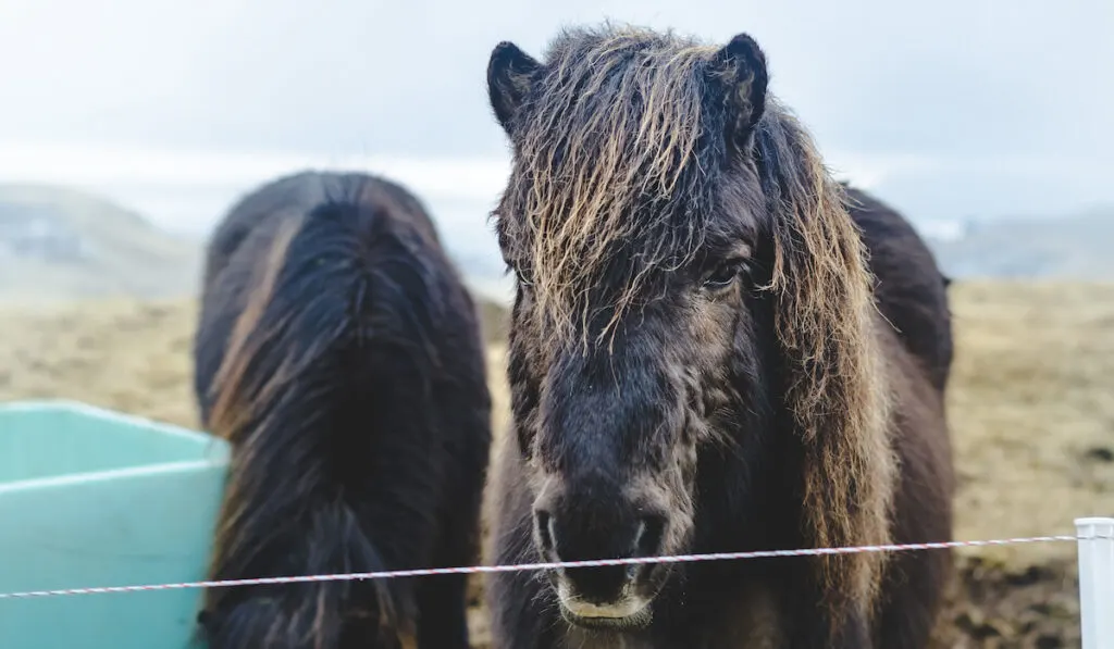 The Faroe ponies behind a wired fence in Faroe island