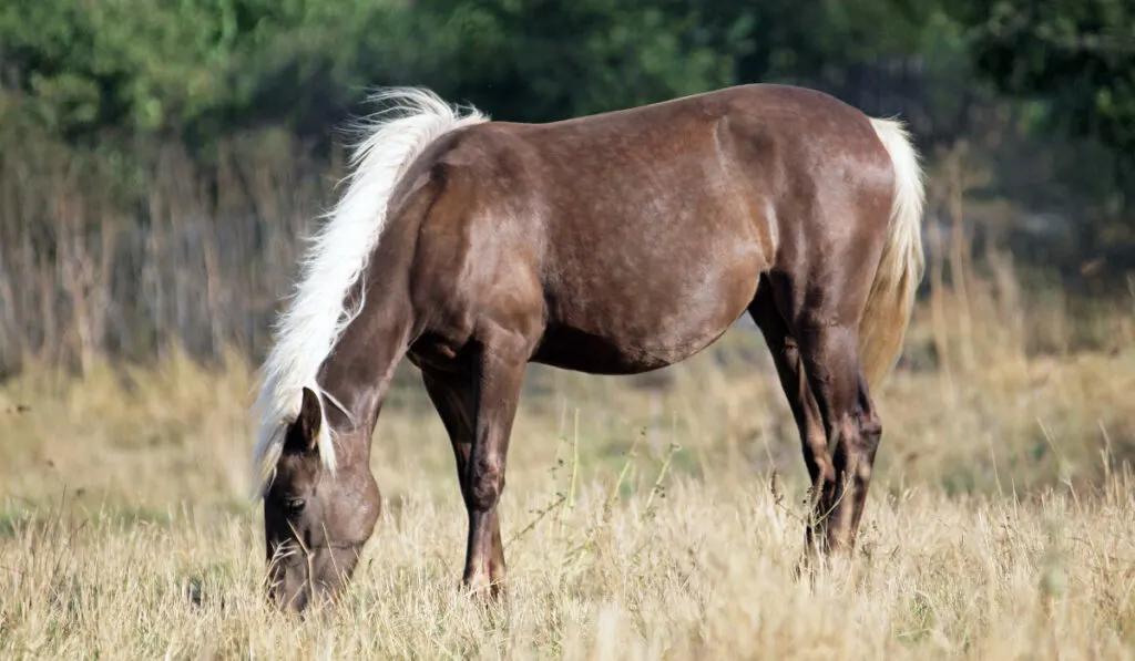 The-young-horse-of-silvery-black-color-is-grazed-on-a-meadow