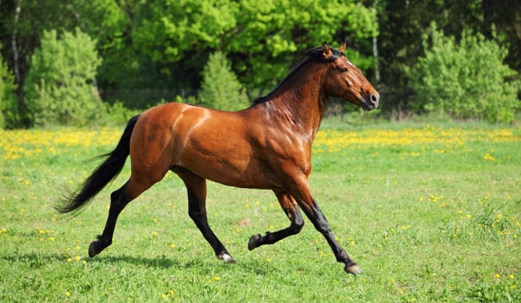 Running Thoroughbred horse
