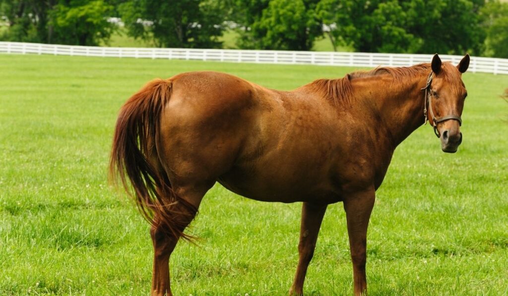 Thoroughbred