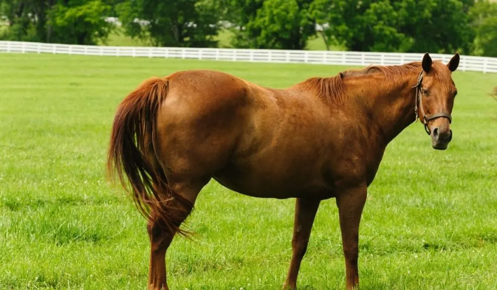 Thoroughbred