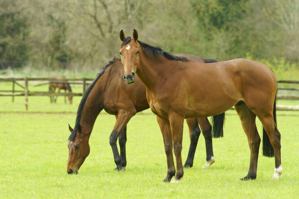 Thoroughbred Bay horses