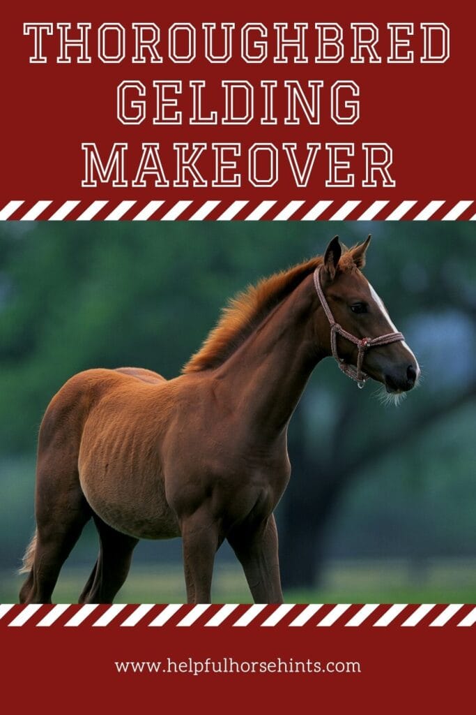 Pinterest pin - Thoroughbred Gelding Makeover