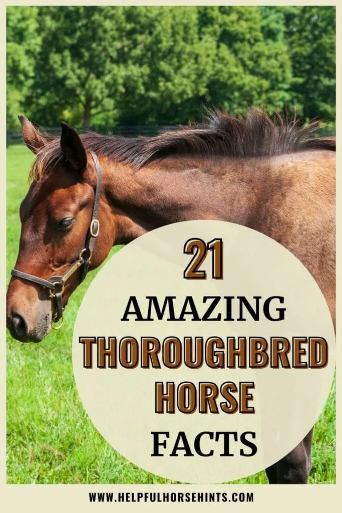 Pinterest pin - 21 Amazing Thoroughbred Horse Facts