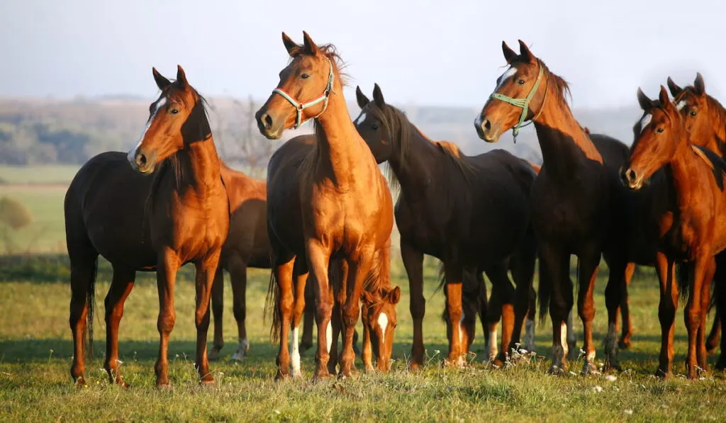 Thoroughbred Horses Grazing in a Green Field 